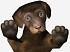 Animalz Sports: Dogz