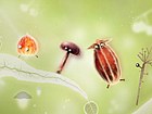 Botanicula