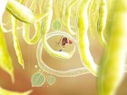 Botanicula