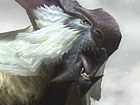 Monster Hunter 3 Ultimate - Lagombi